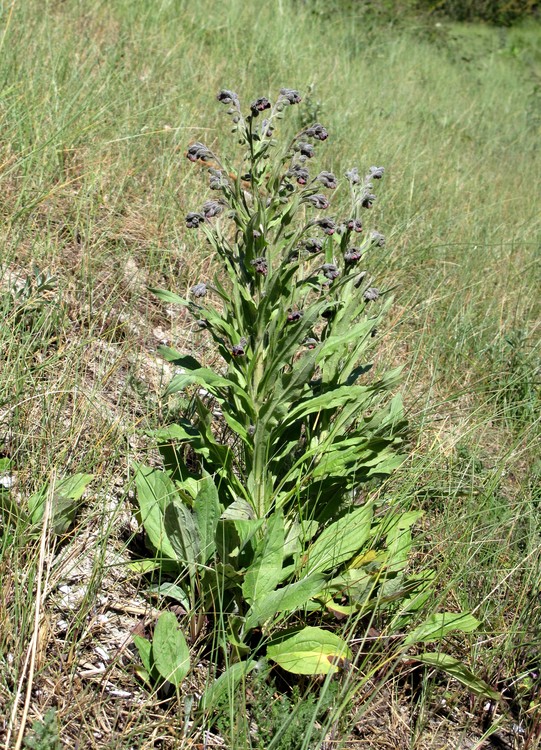 Cynoglossum officinale
